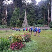 Giant trees on the Kokoda Trail Giant trees on the Kokoda Trail