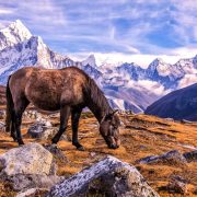 Sherpa horse on Everest Base Camp Trail