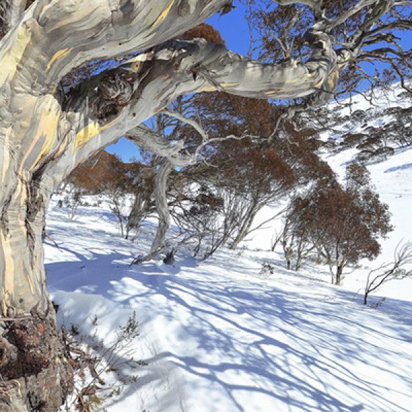 mount Kosciuszko