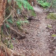 Lyre birds blue moutains