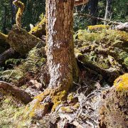 Overland Track Forest